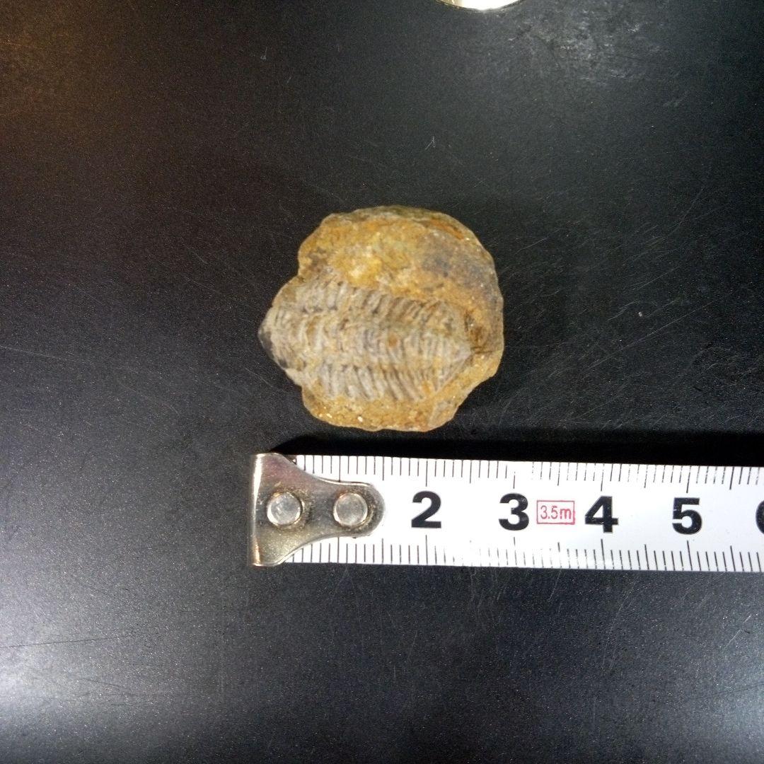 三葉虫　化石　fossil　ボリビア産　trilobite　三葉虫判別⑨