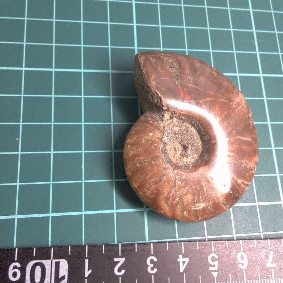 小物１ アンモナイト化石 光沢あり