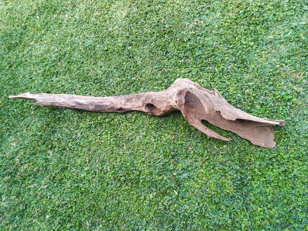 自然流木 レイアウト用品 約130cm