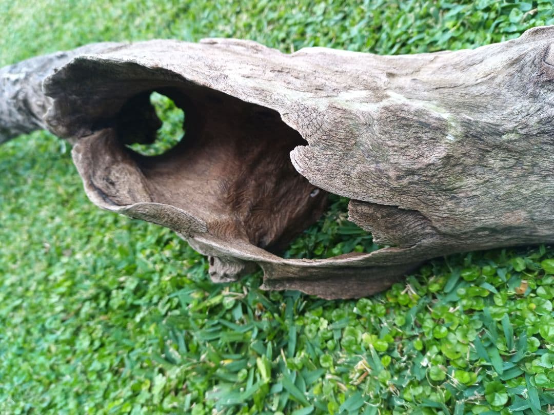 自然流木 レイアウト用品 約130cm