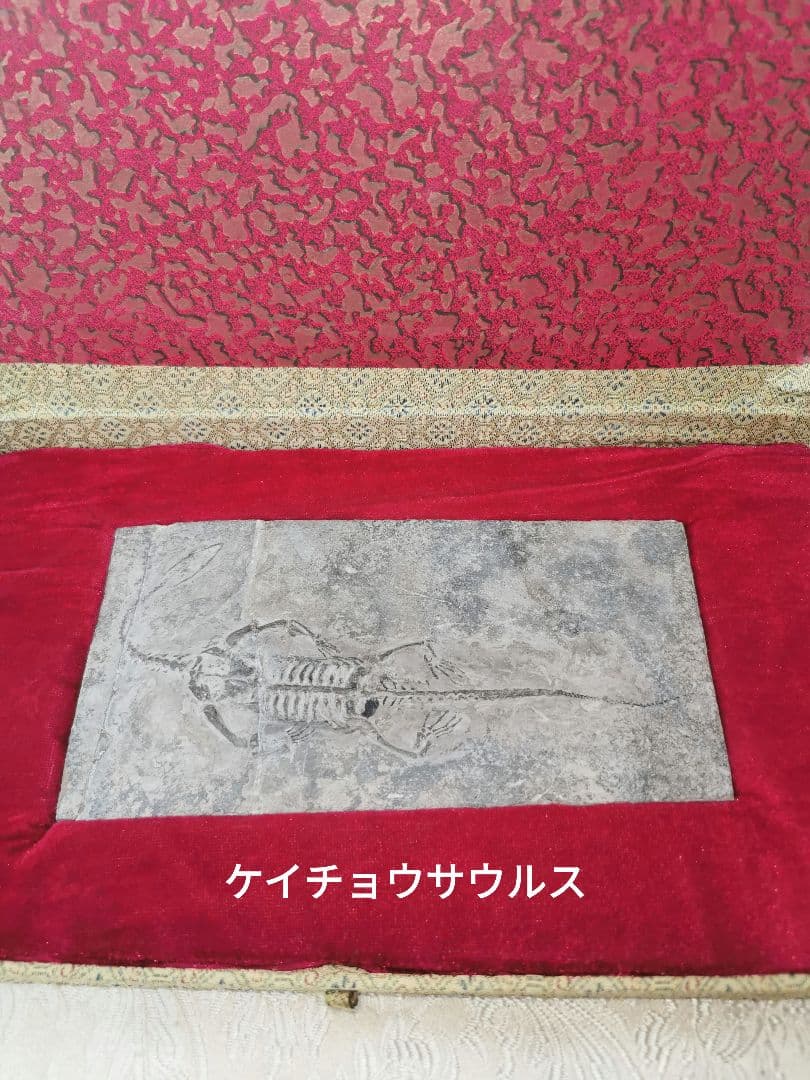 化石　ケイチョウサウルス、ハイファロサウルス　（ヒファロサウルス）3点セット