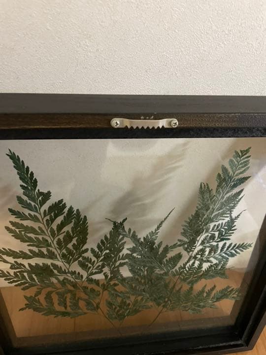 壁掛けインテリア 壁飾り シダ植物