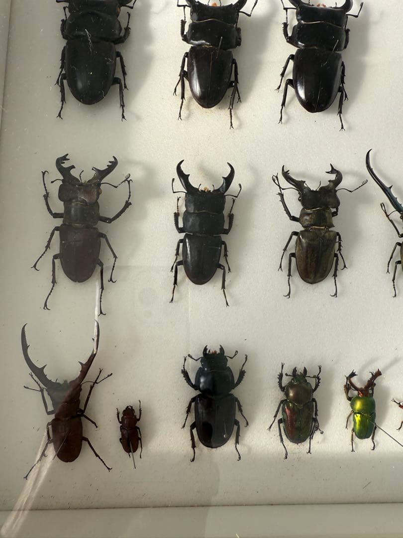 ム*ゴ様 ドイツ箱クワガタ標本