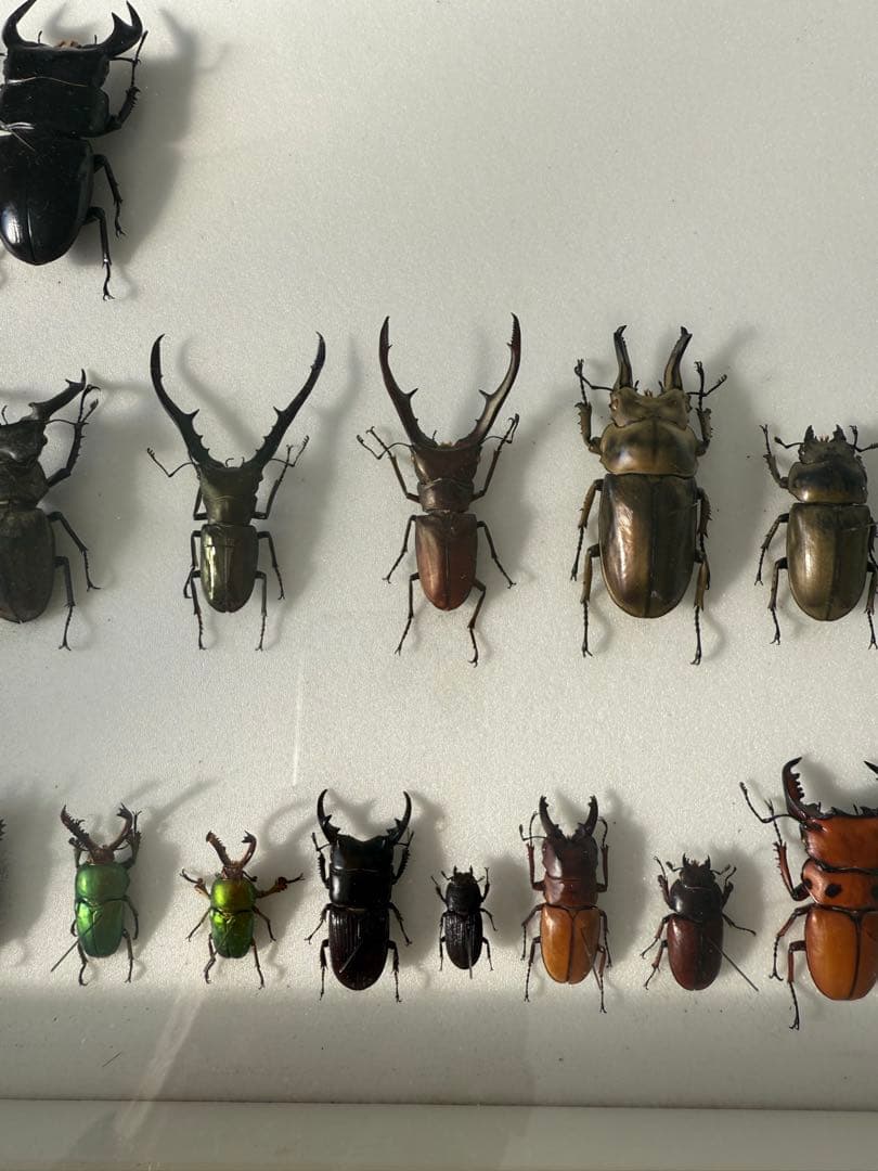 ム*ゴ様 ドイツ箱クワガタ標本