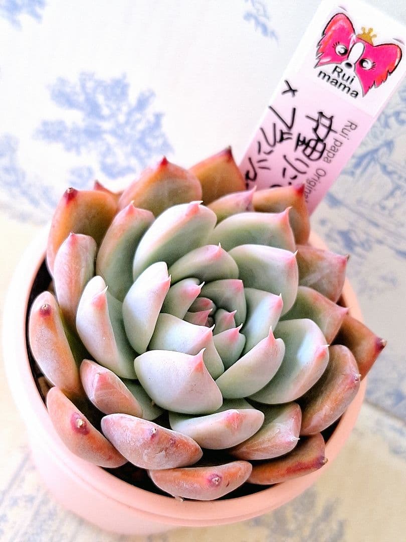 ꕤclara*様 リクエスト 7点 まとめ商品