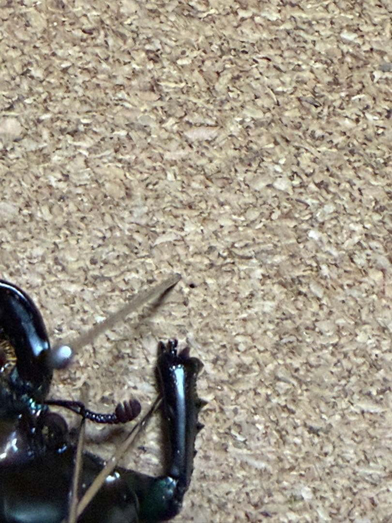 ニジイロクワガタ 雌雄モザイク？