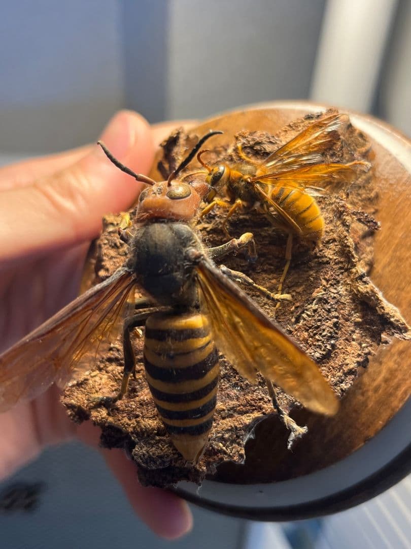 【立体標本】オオスズメバチのミツバチ捕食シーン ガラスドーム付きいきもの大図鑑