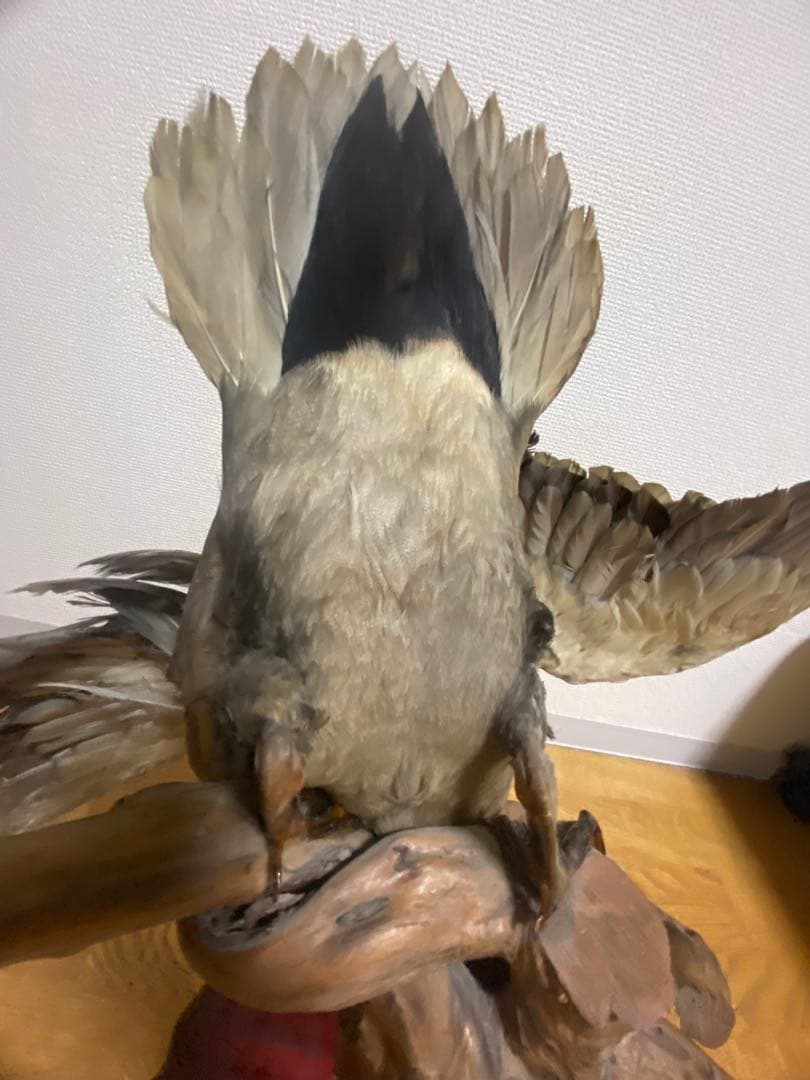 リアル剥製（本物）マガモ／カモ 剥製 木製台座付き