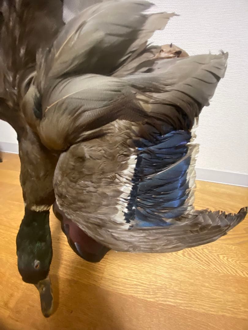 リアル剥製（本物）マガモ／カモ 剥製 木製台座付き