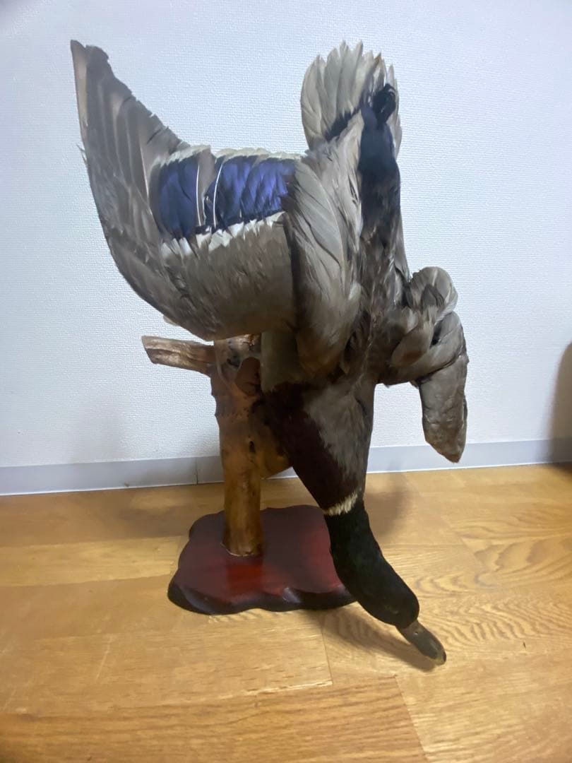 リアル剥製（本物）マガモ／カモ 剥製 木製台座付き