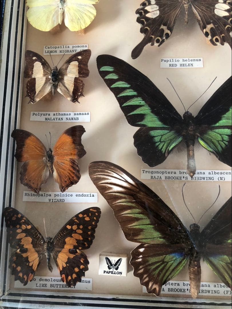 値下げ‼️蝶の標本 15種 Papillon製