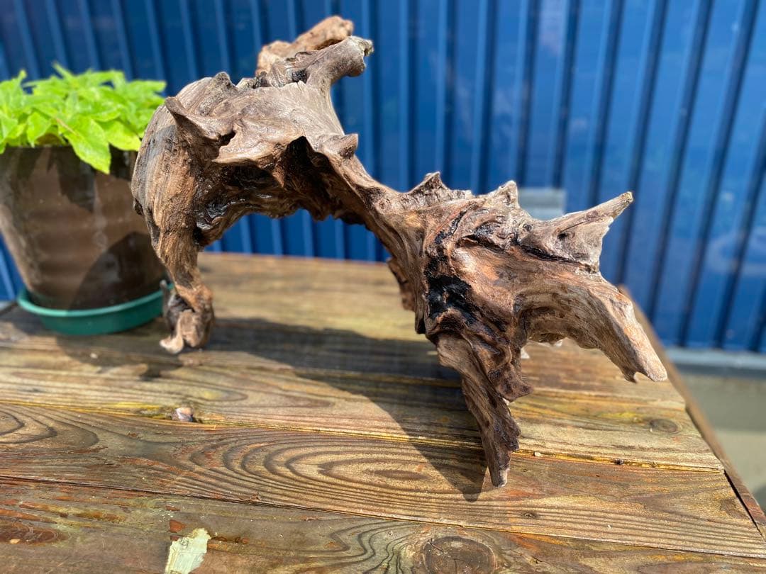 流木 大サイズ A800 ホーンウッド