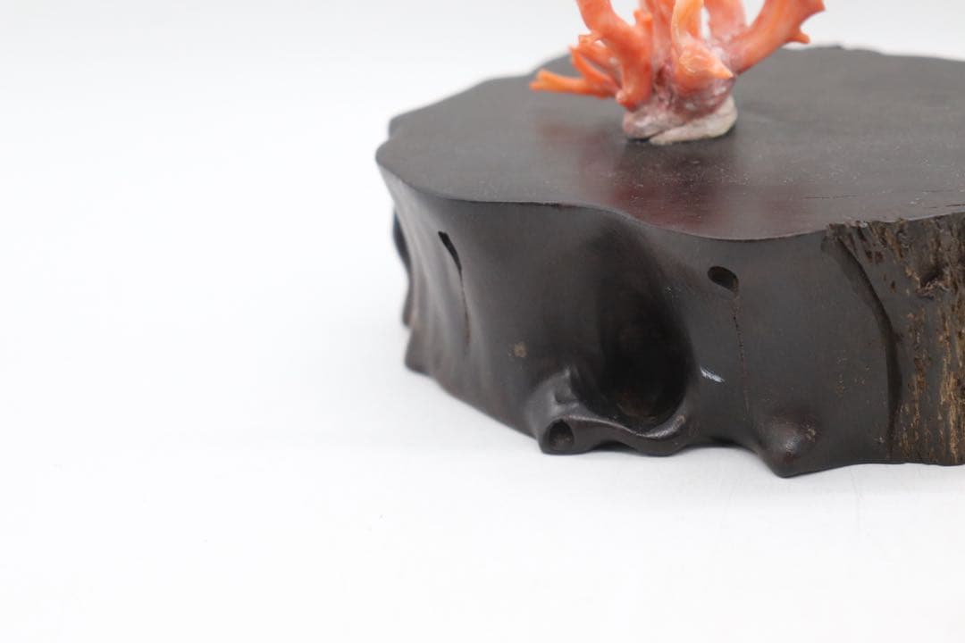 本珊瑚　黒柿台　桃色珊瑚　置物　960g 送料込み250731