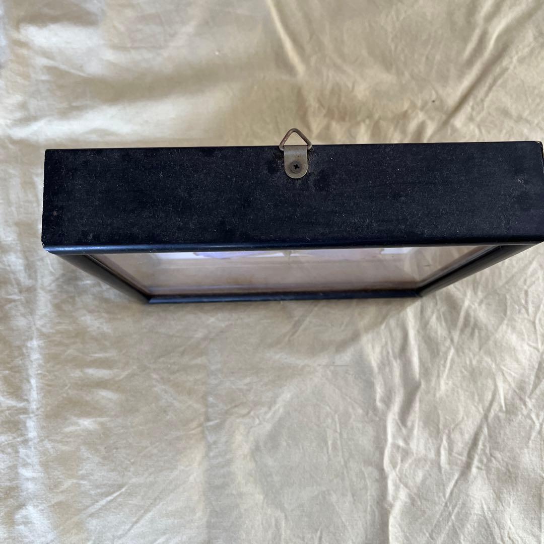 Morpho didius 標本