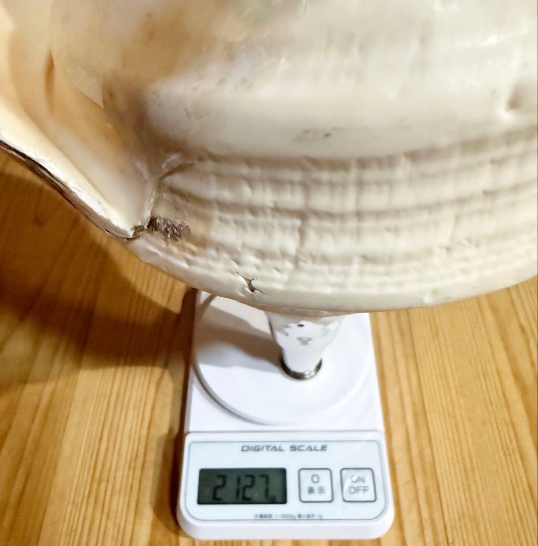 特大肉厚50㎝アラフラオオニシ法螺貝　ほら貝　ホラガイ❣️