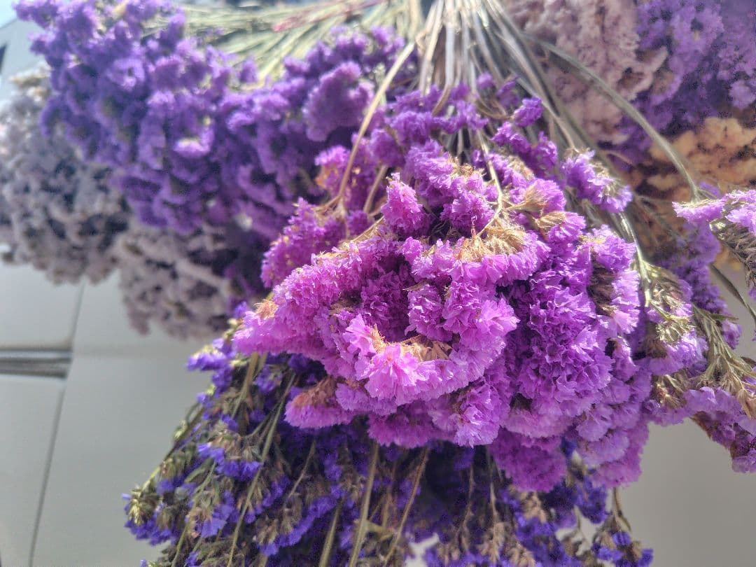 ex46jp様　おまとめ。①②ドライフラワー 紫 白 ベージュ 複数束　大量。