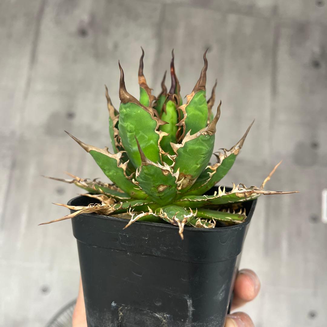 H*h様 アガベ ホリダ実生選抜抜き苗発送