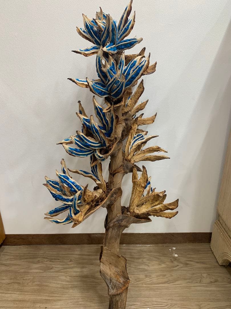 旅人の木特大茎長め　A級品８節