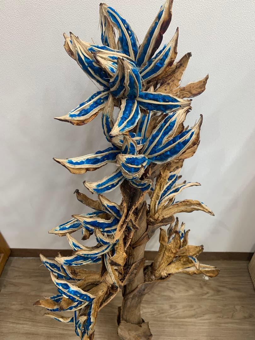 旅人の木特大茎長め　A級品８節