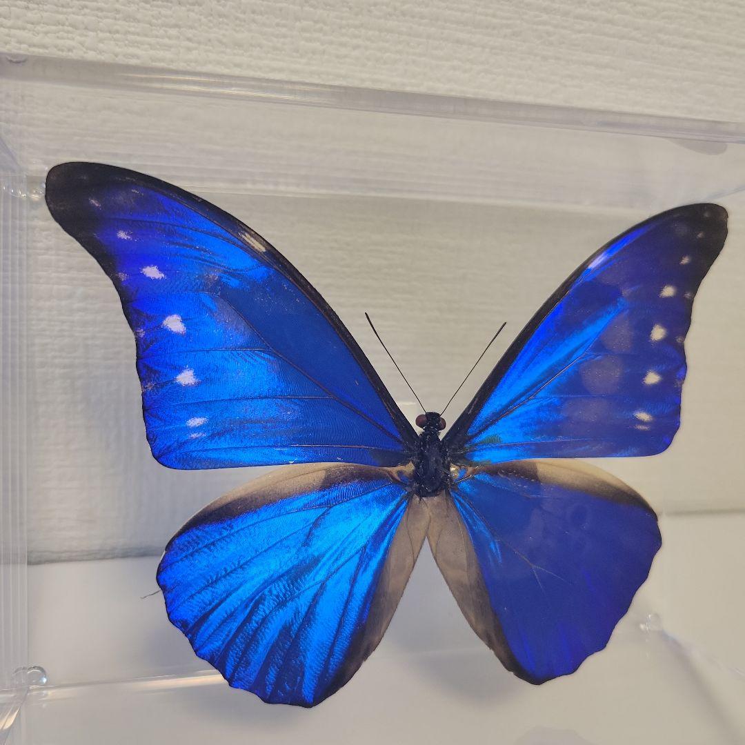 蝶の標本　ジャングルを舞う宝石(特特A)