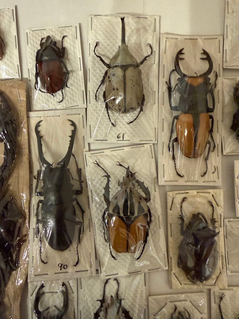 標本　カブトムシ　サソリ　オーべチュール　　コガシラクワガタ　糞虫など