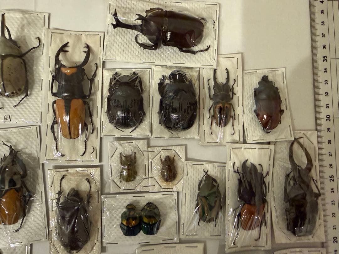 標本　カブトムシ　サソリ　オーべチュール　　コガシラクワガタ　糞虫など