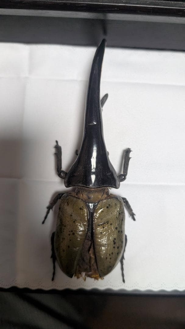 D.h. ヘラクレス　標本 max 180㎜