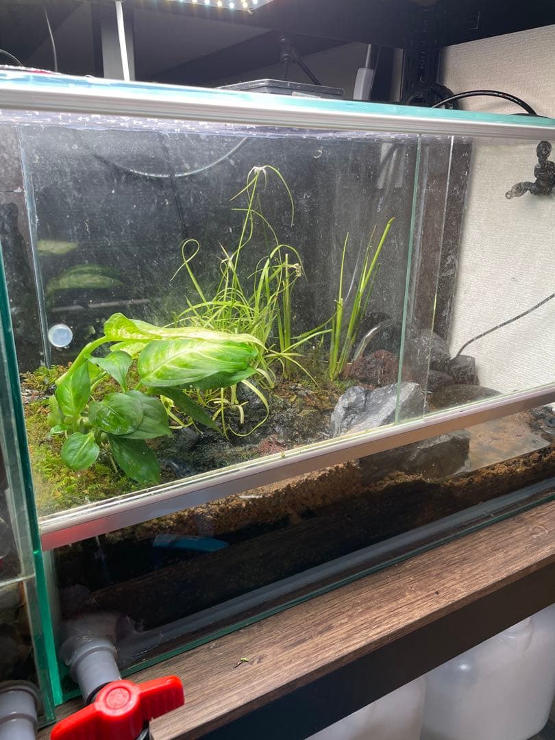 【受注生産】 小川のあるアクアテラリウム 60センチ水槽