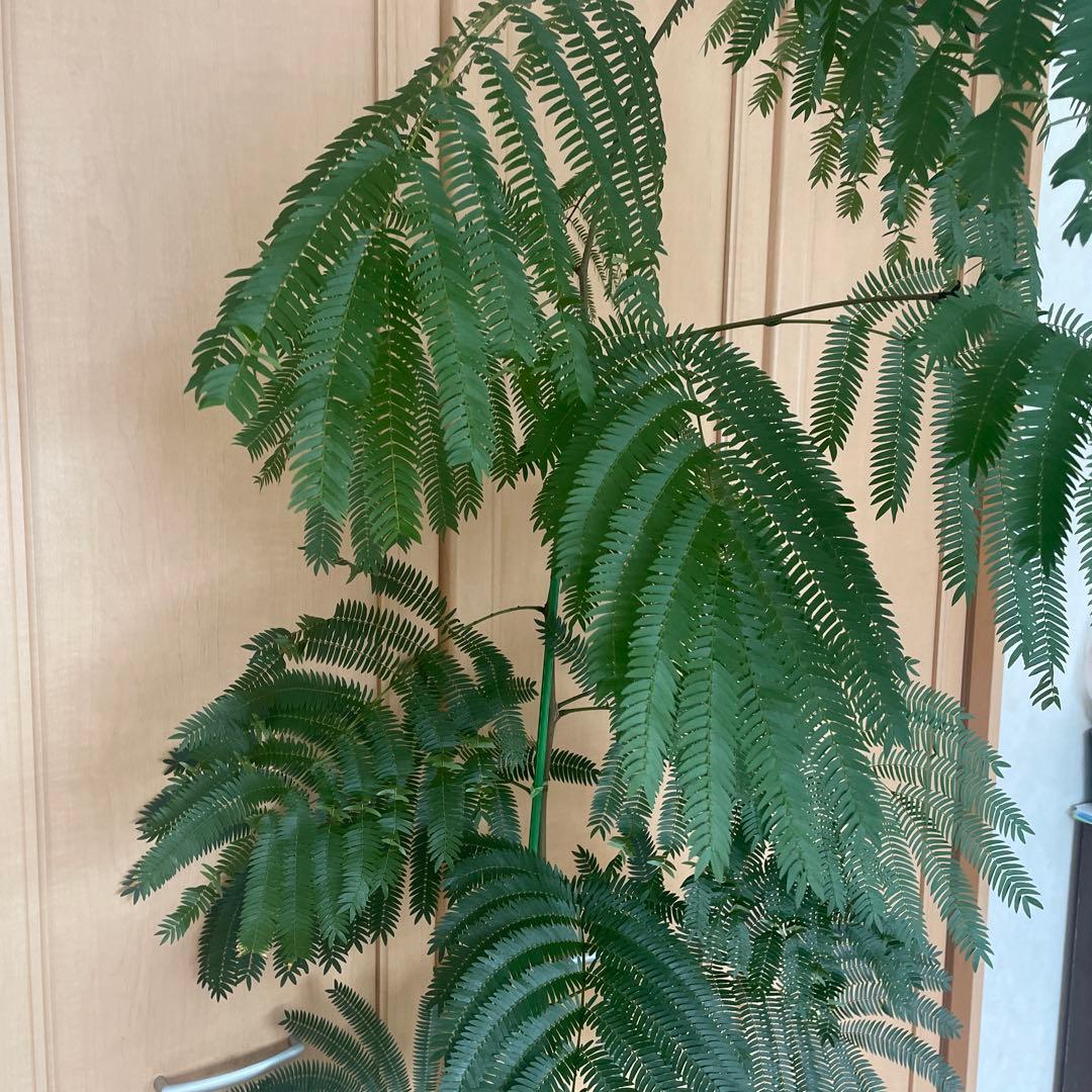 【直接取引】　エバーフレッシュ（ネムノキ）　180cm