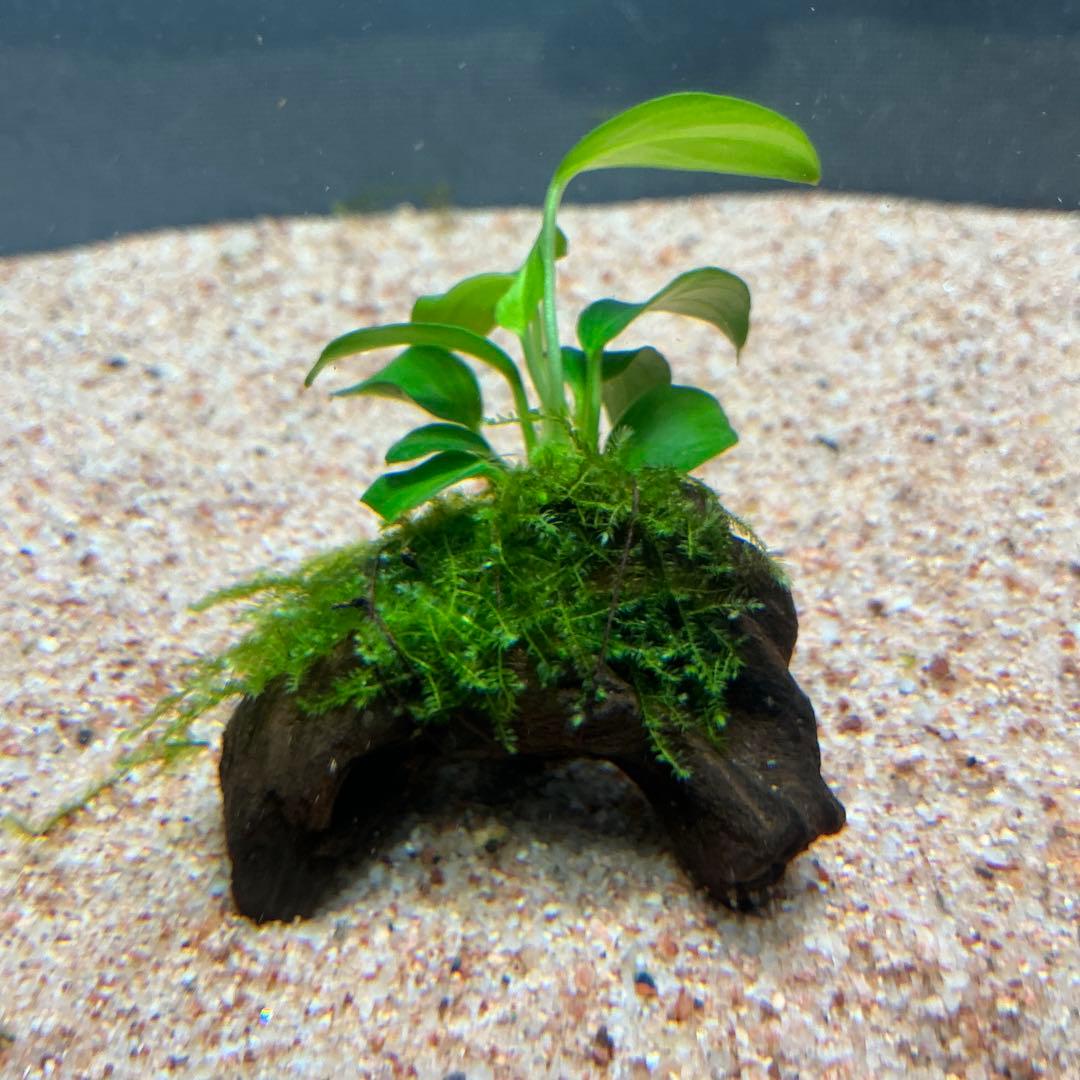 Kikurage.S様 リクエスト 2点 まとめ商品