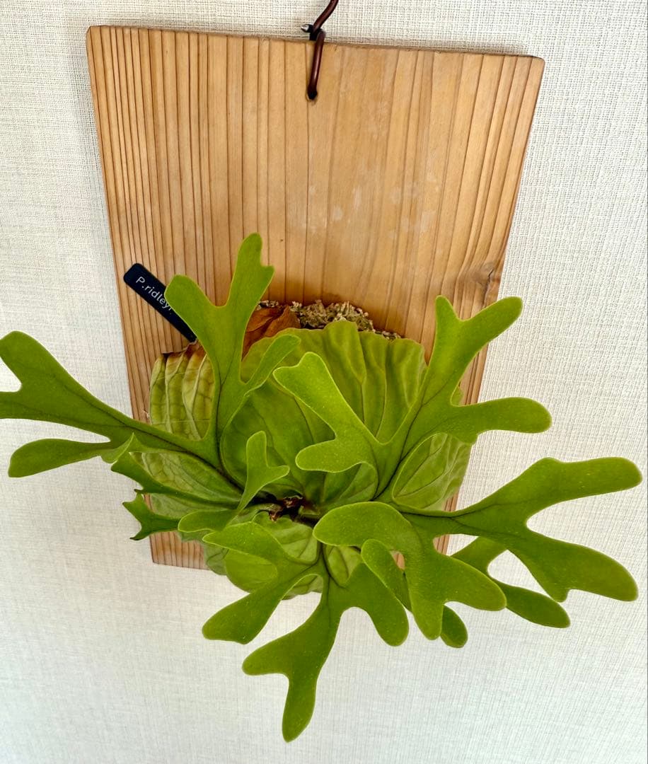 ビカクシダ　リドレイ　板付