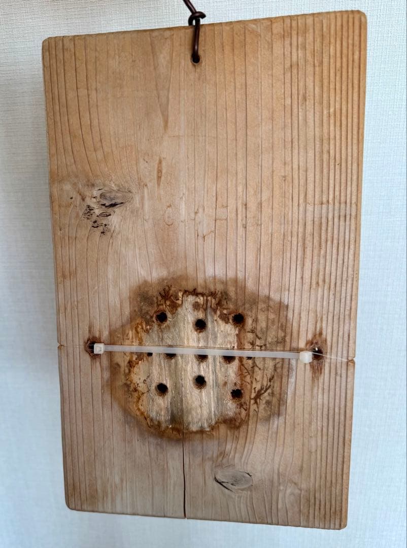 ビカクシダ　リドレイ　板付