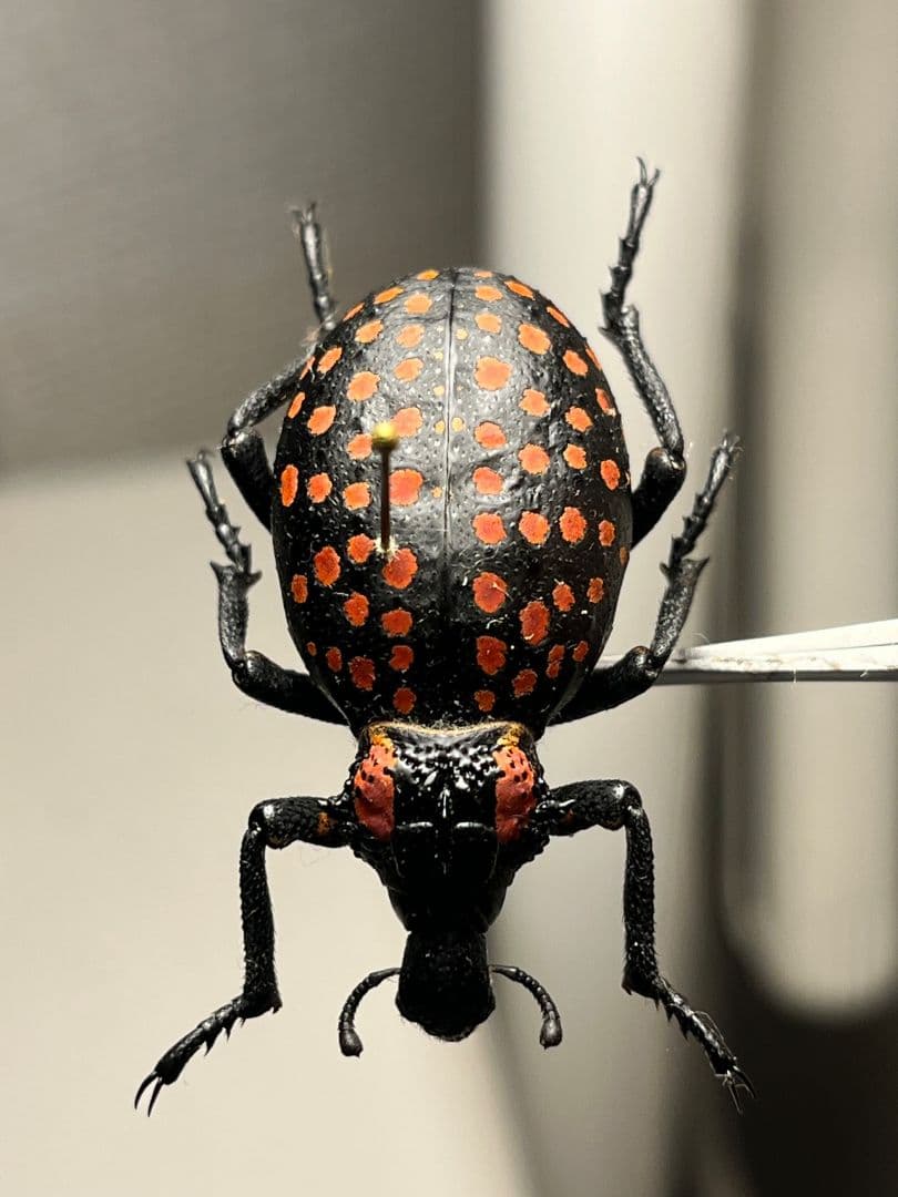 【37mm】ベニモンオオタマゾウムシ 標本 Brachycerus タマムシ