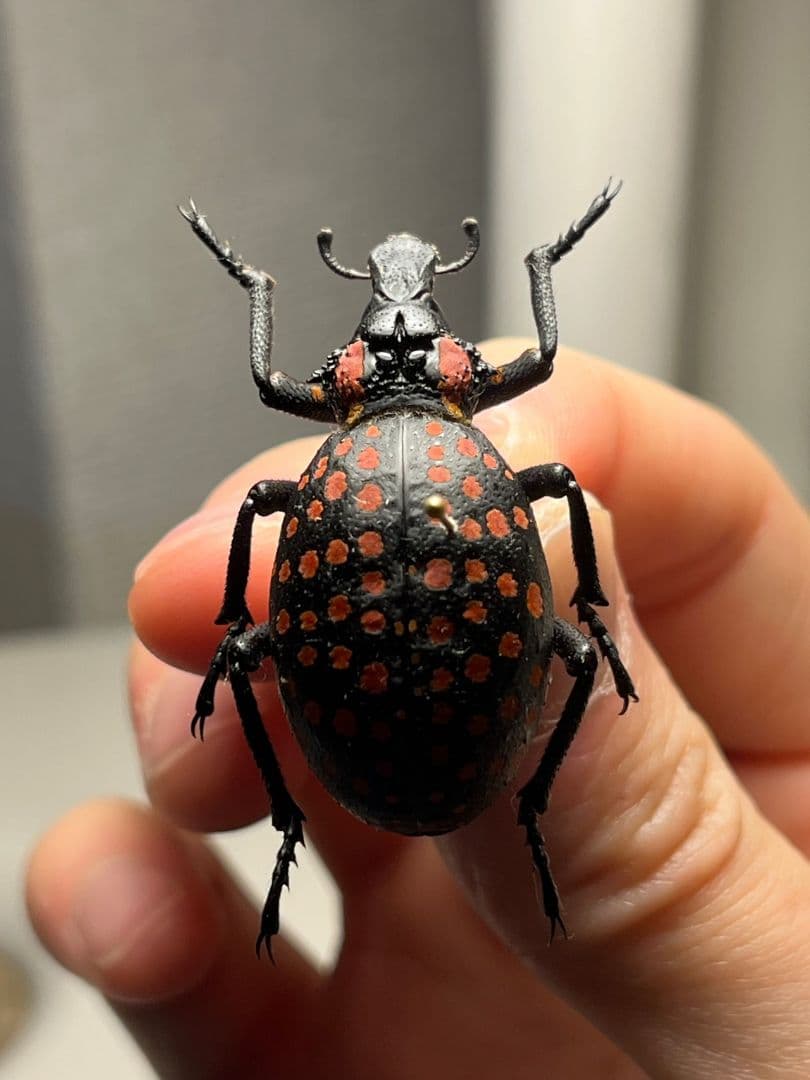 【37mm】ベニモンオオタマゾウムシ 標本 Brachycerus タマムシ