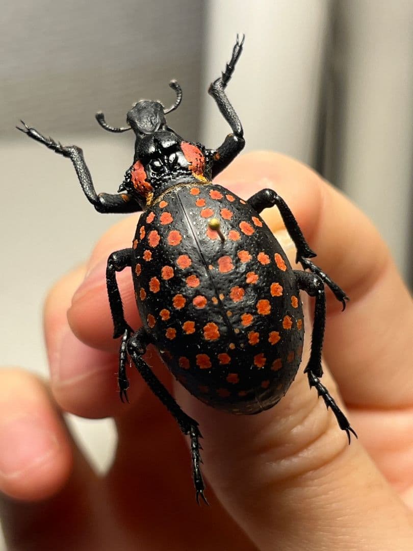 【37mm】ベニモンオオタマゾウムシ 標本 Brachycerus タマムシ