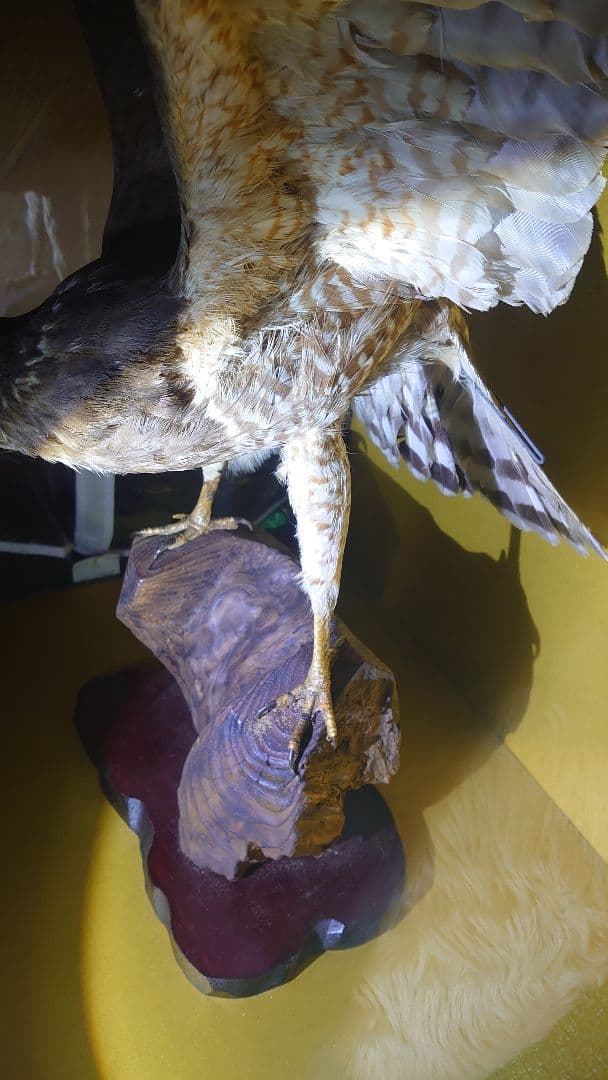 鳥　サシバタカ　剥製　はく製　宇都宮　引き取り