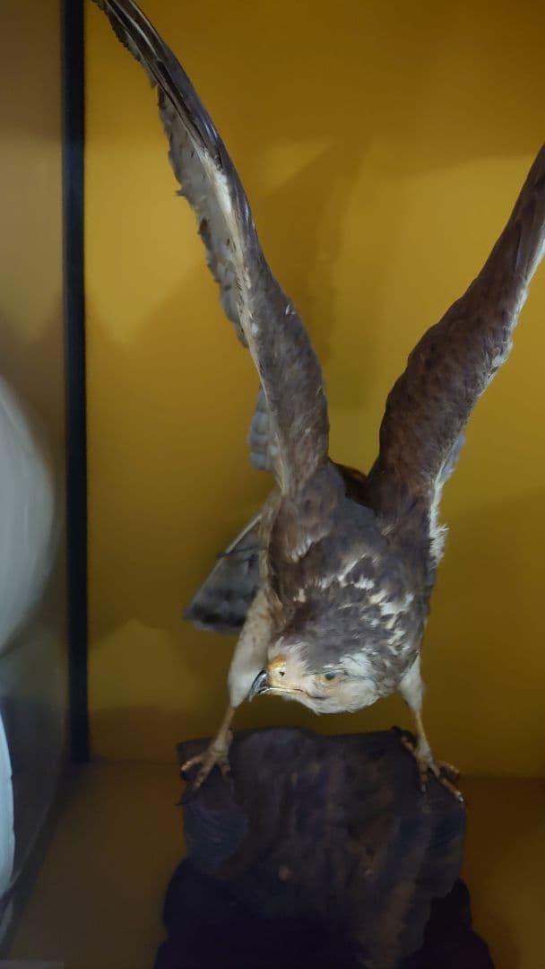 鳥　サシバタカ　剥製　はく製　宇都宮　引き取り