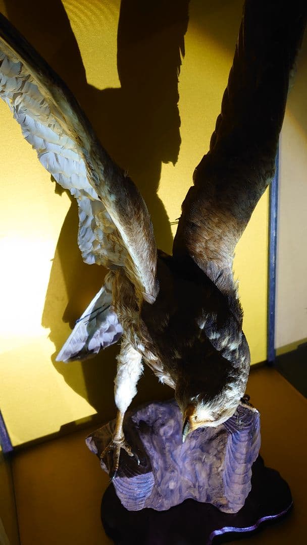 鳥　サシバタカ　剥製　はく製　宇都宮　引き取り