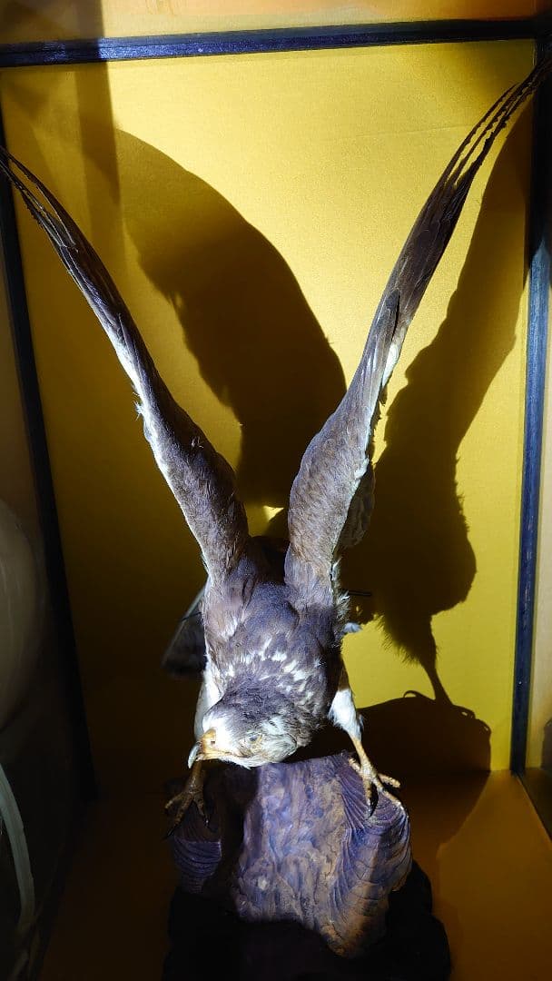 鳥　サシバタカ　剥製　はく製　宇都宮　引き取り