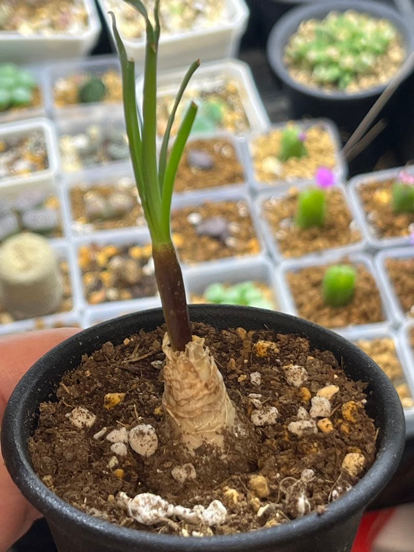 ゲチリス　ナマクエンシス