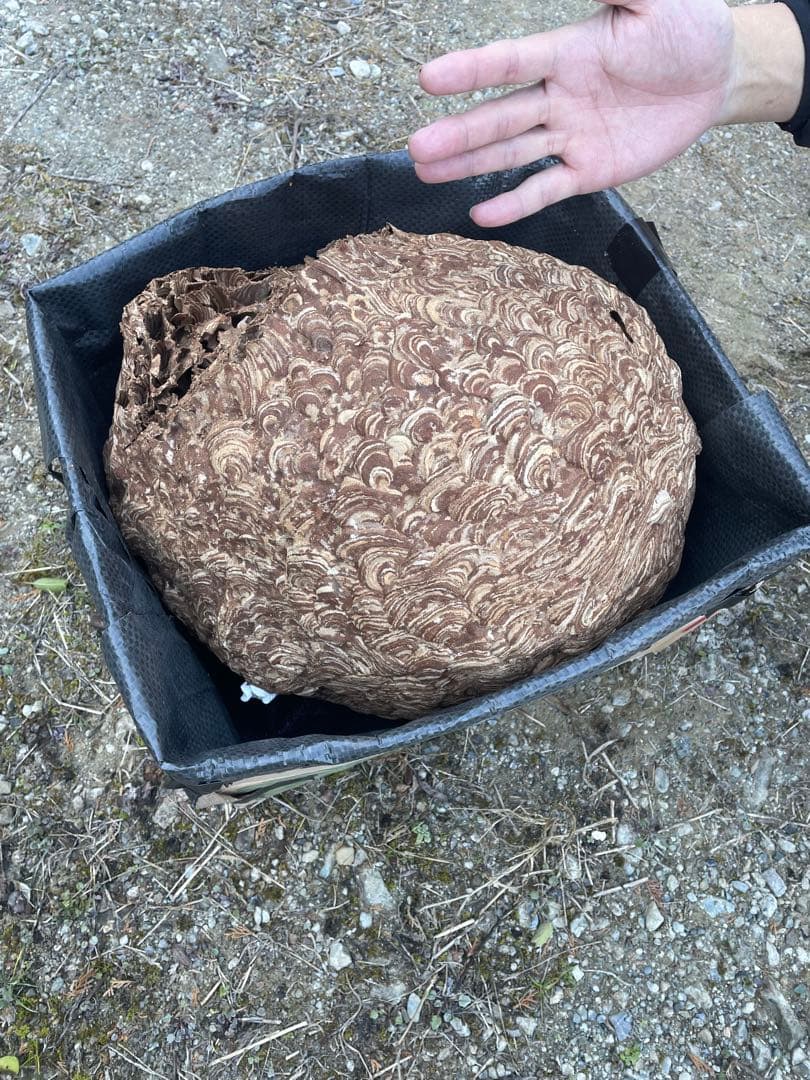 黄色スズメバチの巣（特大）