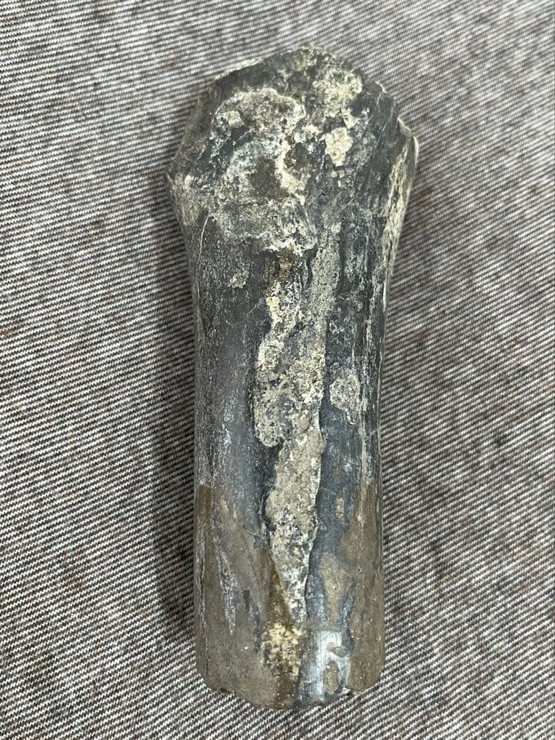 博物館級 メガロケロス 中足骨 化石　キャノンボーン 鉱物標本