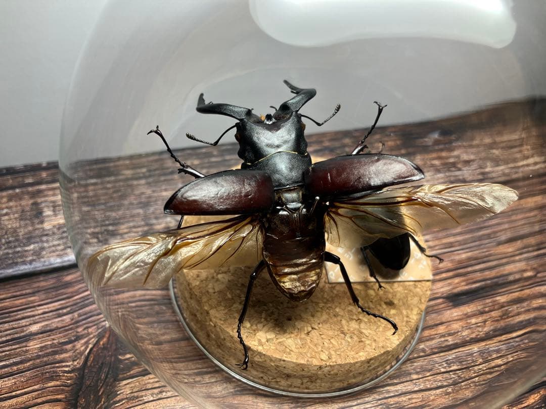 【Glass Beetle｜ノコギリクワガタ飛翔＆固定標本 ペアGB-009】