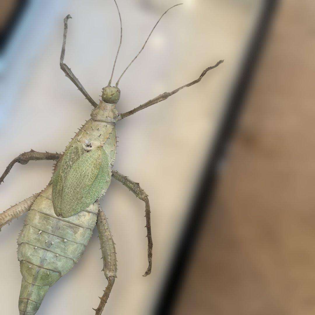 ヴィンテージマレーシアマレーオオナナフシ　標本　昆虫