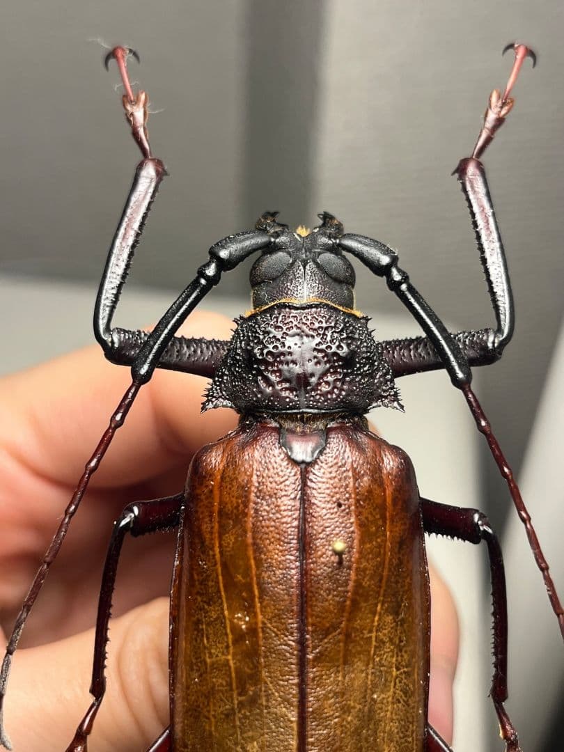 【84mm】コゲチャトゲフチオオウスバカミキリ 昆虫標本 ハナムグリカナブン