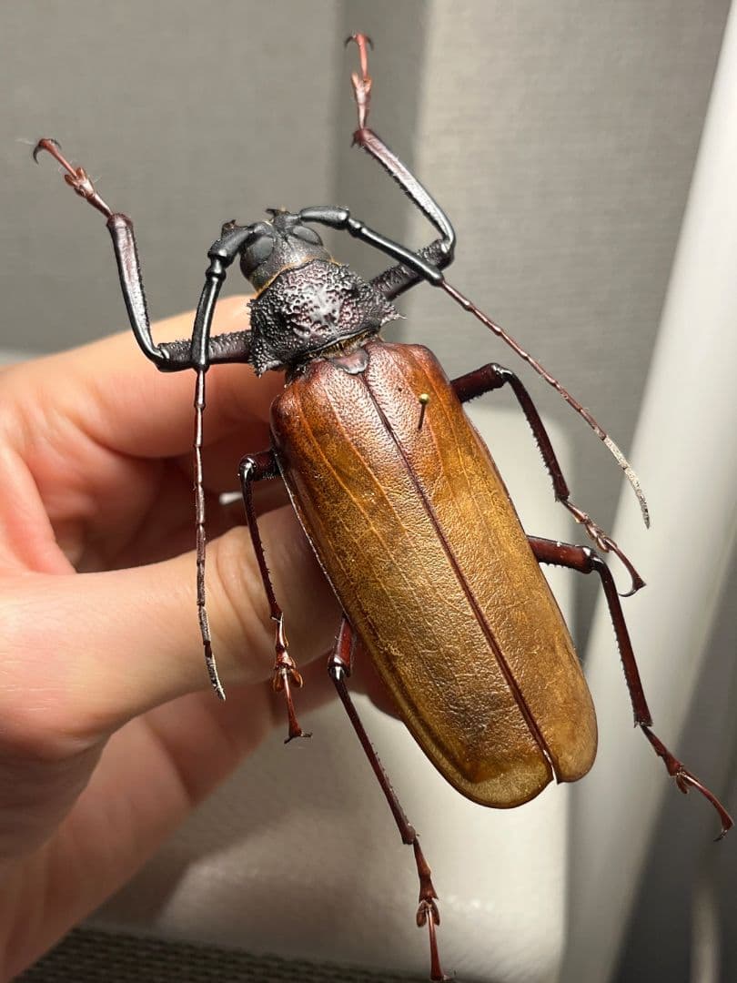 【84mm】コゲチャトゲフチオオウスバカミキリ 昆虫標本 ハナムグリカナブン
