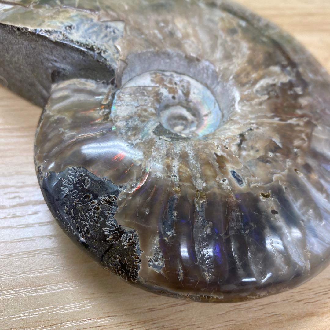 マダガスカル産アンモナイト