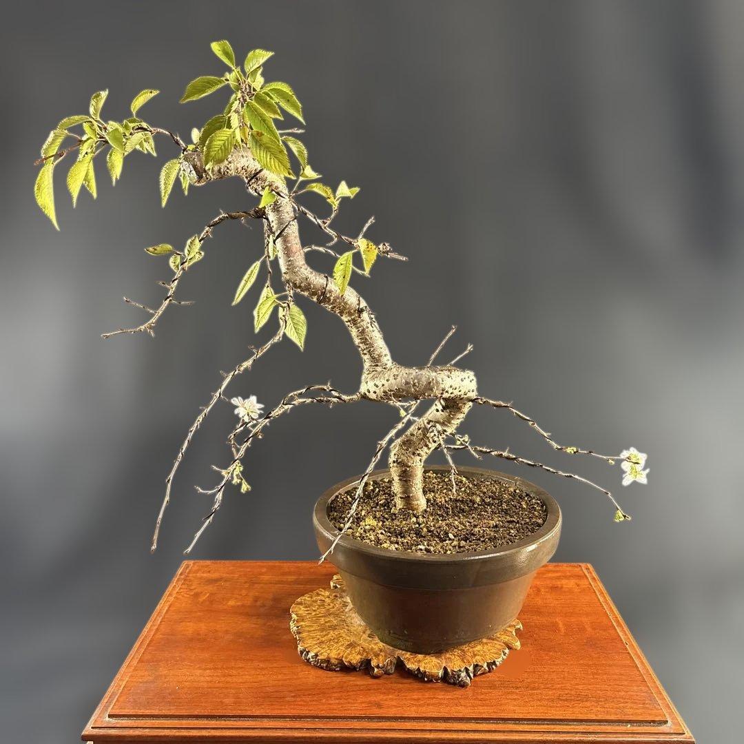 中品盆栽、十月桜、斜幹模様木、花、花芽付き やや傷や汚れあり　ノリ典　