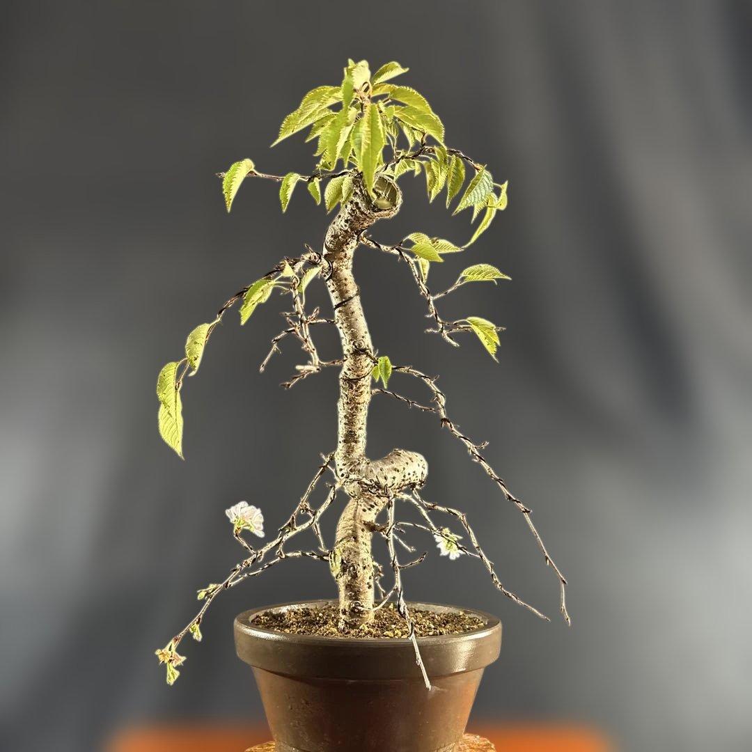 中品盆栽、十月桜、斜幹模様木、花、花芽付き やや傷や汚れあり　ノリ典　