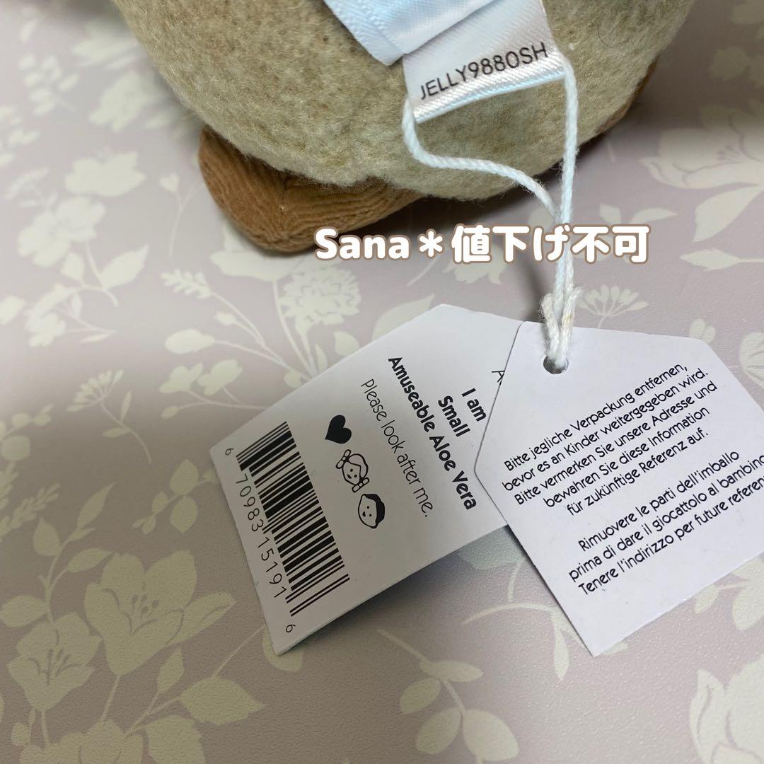 新品　JELLY CAT　アロエ　植物　多肉植物　アロエベラ　観葉植物　緑